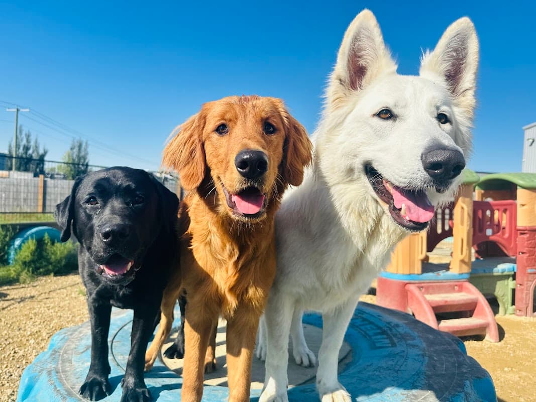 Paws Pet Pad - Dog Daycare Leduc