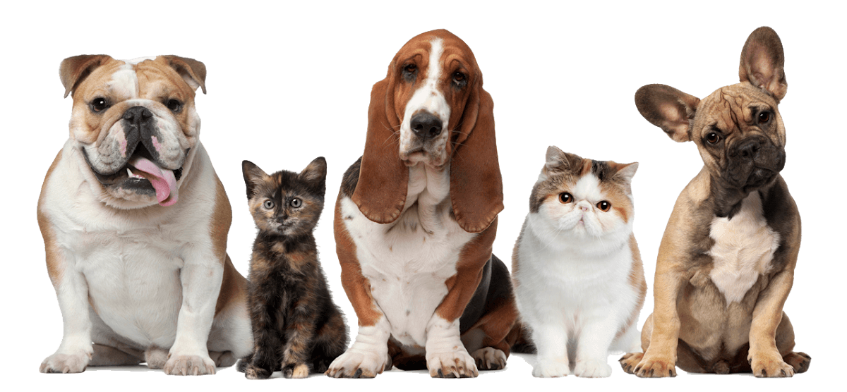Southfork Animal Hospital